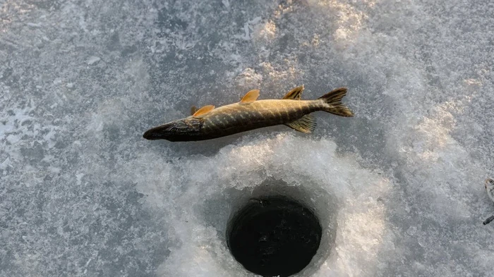 Rybársky kalendár na február 2026: najlepšie dni a tipy na zimný rybolov