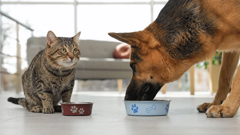 Môže sa mačkám podávať psie krmivo: prečo je to nebezpečné?