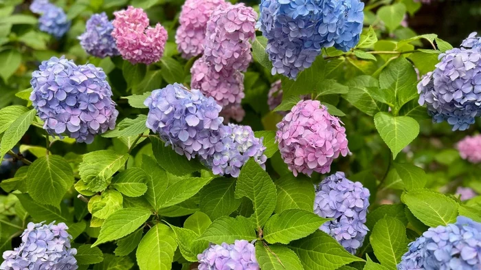 Záhradnícky trik na ochranu hortenzií pred silnými mrazmi