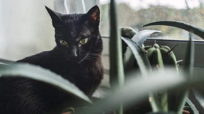 Ak pomenujete čiernu mačku, ochráni váš domov pred problémami: ľudové znamenia