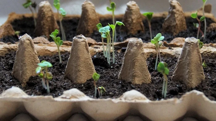 Dvakrát rýchlejšie: semená namočené v tejto šťave vyklíčia za rekordné 3 dni