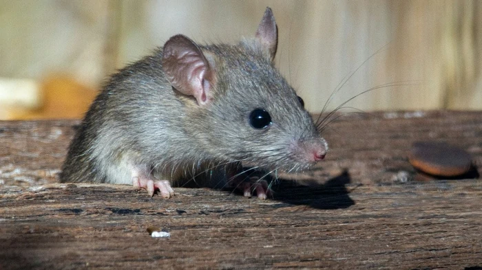 Hlodavce nadobro preč z kurníkov a stodôl: stará vidiecka metóda, ktorá funguje bezchybne