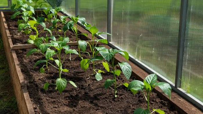 Je čas zasadiť papriky: ako na to a ktoré termíny sú najúspešnejšie